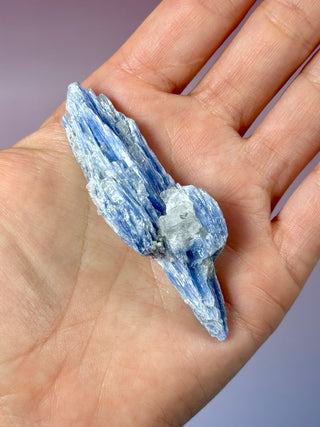 BLUE KYANITE (7) Raw Crystal The Crystal Avenues