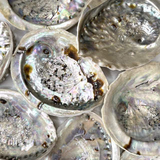 ABALONE SHELL Smudge bowl The Crystal Avenues