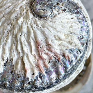 ABALONE SHELL Smudge bowl The Crystal Avenues