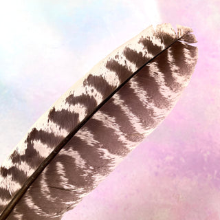 FEATHER FAN Smudge Stick The Crystal Avenues