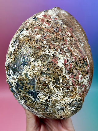 GRØN ABELONE - LARGE (B)