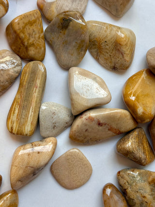 AGATISED CORAL TUMBLE STONE Tumble Stone The Crystal Avenues 