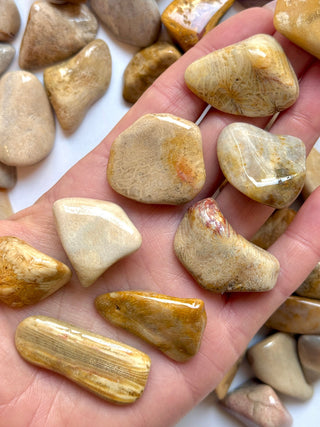 AGATISED CORAL TUMBLE STONE Tumble Stone The Crystal Avenues 