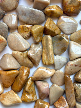 AGATISED CORAL TUMBLE STONE Tumble Stone The Crystal Avenues 