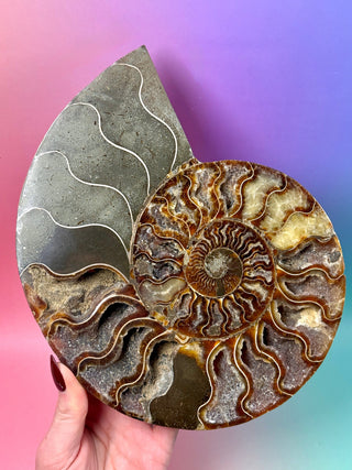 AMMONITE PAIR - XL (1) Bracelet The Crystal Avenues 