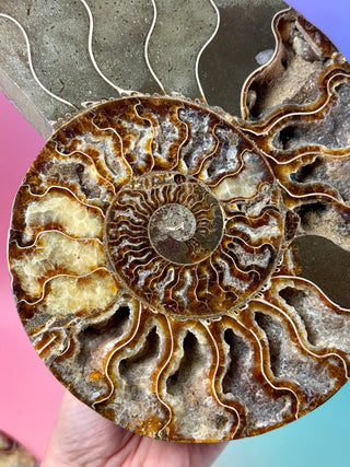 AMMONITE PAIR - XL (1) Bracelet The Crystal Avenues 