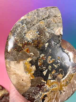 AMMONITE PAIR - XL (1) Bracelet The Crystal Avenues 