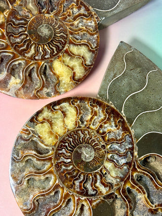 AMMONITE PAIR - XL (1) Bracelet The Crystal Avenues 