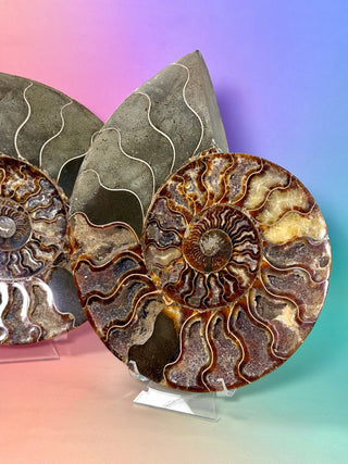 AMMONITE PAIR - XL (1) Bracelet The Crystal Avenues 