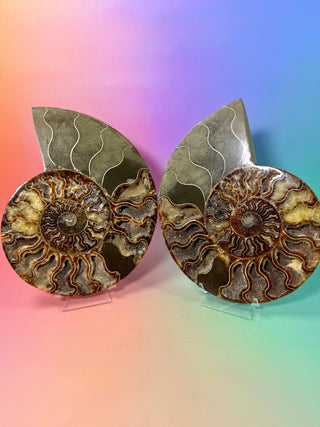 AMMONITE PAIR - XL (1) Bracelet The Crystal Avenues 