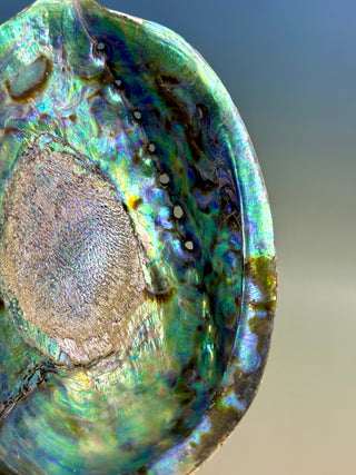 BLUE ABALONE (1) Smudge bowl The Crystal Avenues 