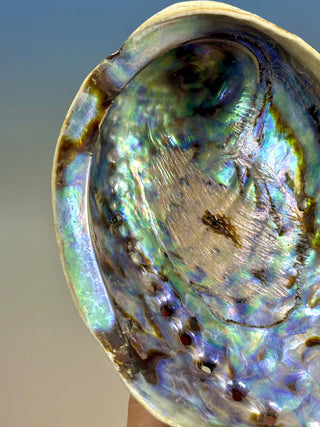 BLUE ABALONE (2) Smudge bowl The Crystal Avenues 