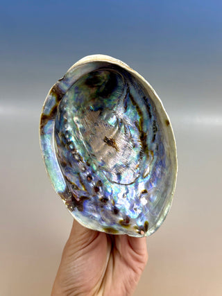 BLUE ABALONE (2) Smudge bowl The Crystal Avenues 