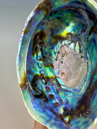 BLUE ABALONE (3) Smudge bowl The Crystal Avenues 