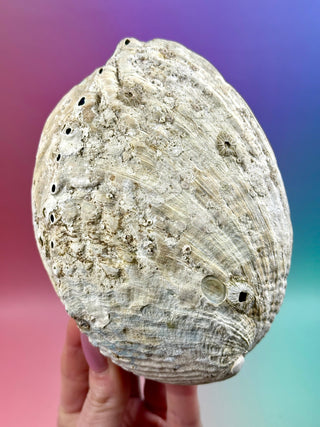 BLUE ABALONE SHELL (1) Smudge bowl The Crystal Avenues 