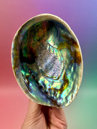 BLUE ABALONE SHELL (1) Smudge bowl The Crystal Avenues 