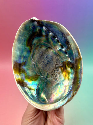 BLUE ABALONE SHELL (1) Smudge bowl The Crystal Avenues 