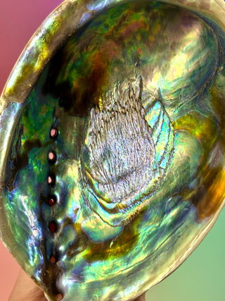 BLUE ABALONE SHELL (1) Smudge bowl The Crystal Avenues 