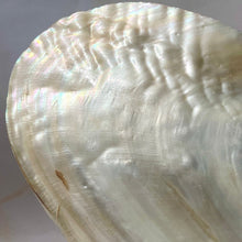 Indlæs billede til gallerivisning FRESHWATER PEARL SHELL (1) Smudge bowl The Crystal Avenues 
