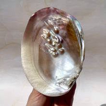 Indlæs billede til gallerivisning FRESHWATER PEARL SHELL (14) Smudge bowl The Crystal Avenues 
