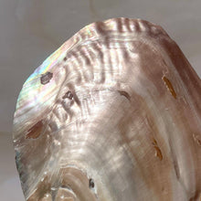 Load image into Gallery viewer, FRESHWATER PEARL SHELL (14) Smudge bowl The Crystal Avenues 
