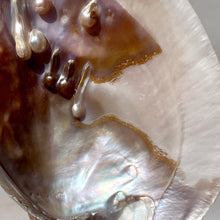 Load image into Gallery viewer, FRESHWATER PEARL SHELL (4) Smudge bowl The Crystal Avenues 
