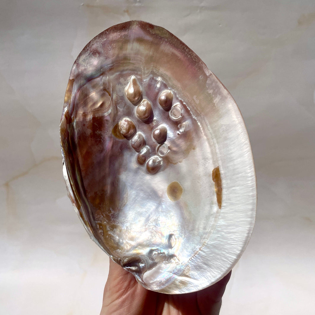 FRESHWATER PEARL SHELL (5) Smudge bowl The Crystal Avenues 