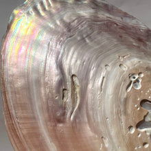 Load image into Gallery viewer, FRESHWATER PEARL SHELL (5) Smudge bowl The Crystal Avenues 
