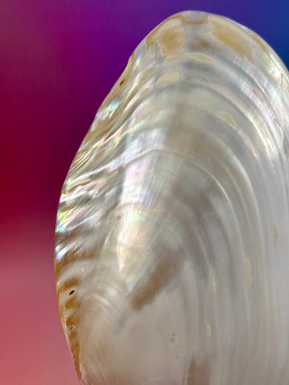 FRESHWATER SHELL (1) Smudge bowl The Crystal Avenues 