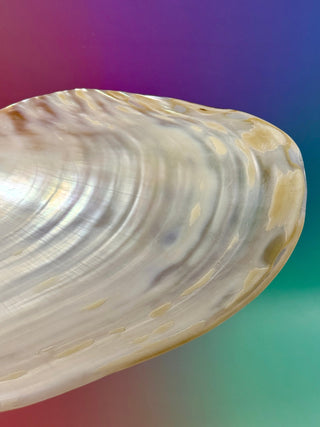 FRESHWATER SHELL (1) Smudge bowl The Crystal Avenues 