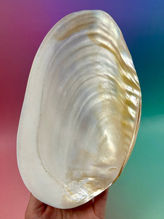 FRESHWATER SHELL (1) Smudge bowl The Crystal Avenues 