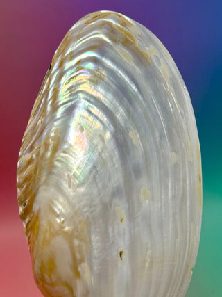 FRESHWATER SHELL (2) Smudge bowl The Crystal Avenues 