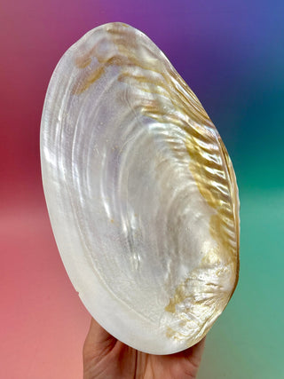 FRESHWATER SHELL (2) Smudge bowl The Crystal Avenues 