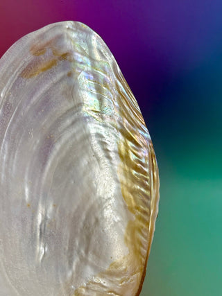 FRESHWATER SHELL (2) Smudge bowl The Crystal Avenues 