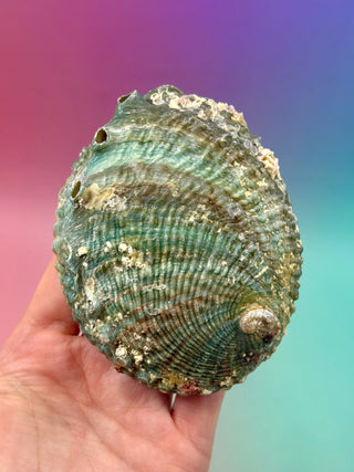 GREEN ABALONE (1) Smudge bowl The Crystal Avenues 