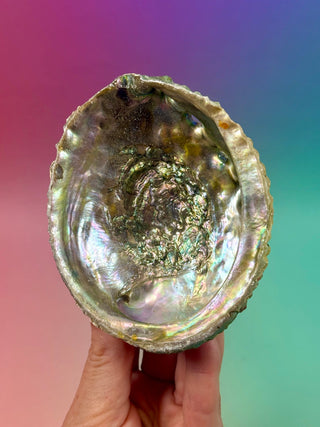 GREEN ABALONE (1) Smudge bowl The Crystal Avenues 
