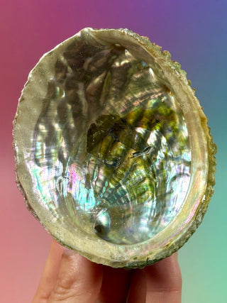 GREEN ABALONE (10) Smudge bowl The Crystal Avenues 