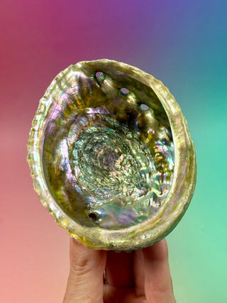 GREEN ABALONE (2) Smudge bowl The Crystal Avenues 