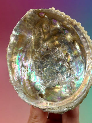 GREEN ABALONE (3) Smudge bowl The Crystal Avenues 