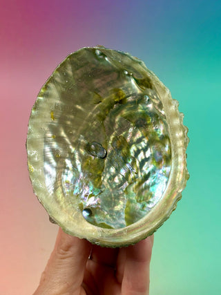 GREEN ABALONE (4) Smudge bowl The Crystal Avenues 