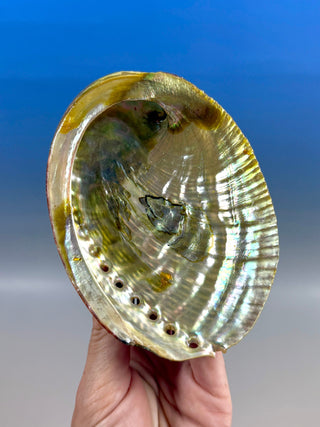 GREEN ABALONE (5) Smudge bowl The Crystal Avenues 