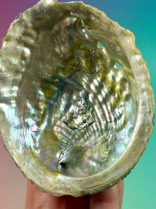 GREEN ABALONE (5) Smudge bowl The Crystal Avenues 