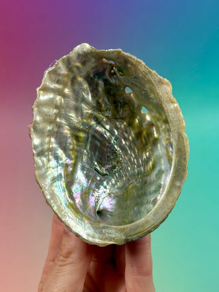 GREEN ABALONE (5) Smudge bowl The Crystal Avenues 