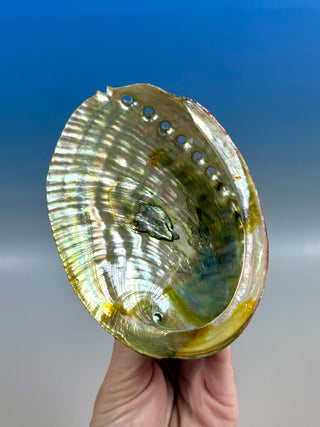 GREEN ABALONE (5) Smudge bowl The Crystal Avenues 