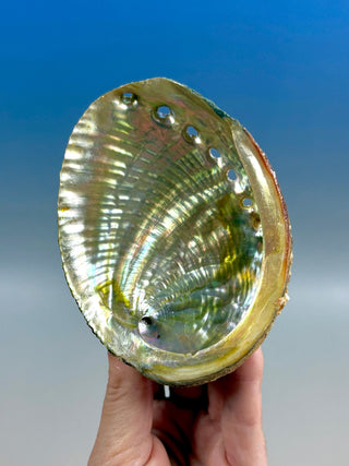 GREEN ABALONE (6) Smudge bowl The Crystal Avenues 