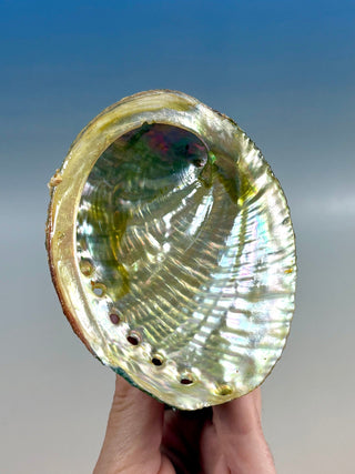 GREEN ABALONE (6) Smudge bowl The Crystal Avenues 