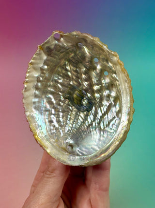GREEN ABALONE (8) Smudge bowl The Crystal Avenues 