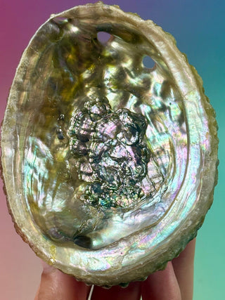 GREEN ABALONE (9) Smudge bowl The Crystal Avenues 