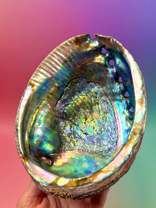 GREEN ABALONE - LARGE (1) Smudge bowl The Crystal Avenues 