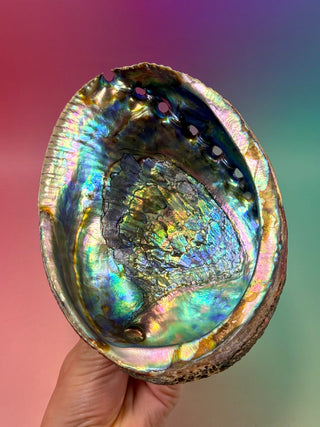 GREEN ABALONE - LARGE (1) Smudge bowl The Crystal Avenues 